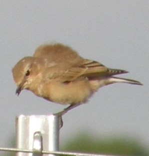 steinschmätzer plustert